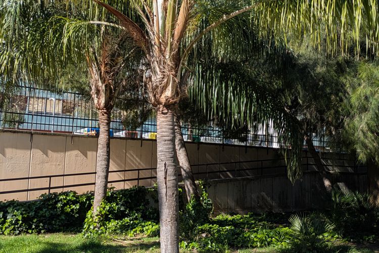 JARDINS OCULTS DE LA MARINA